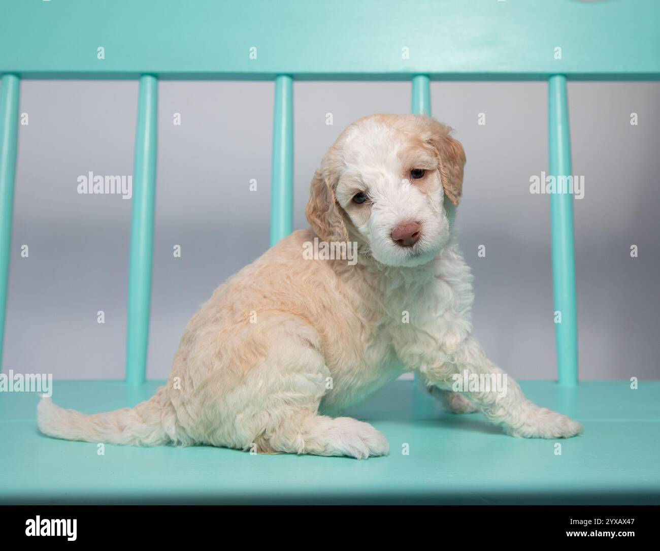 Ritratto ravvicinato di un cucciolo color oro crema seduto su una panchina di legno turchese Foto Stock