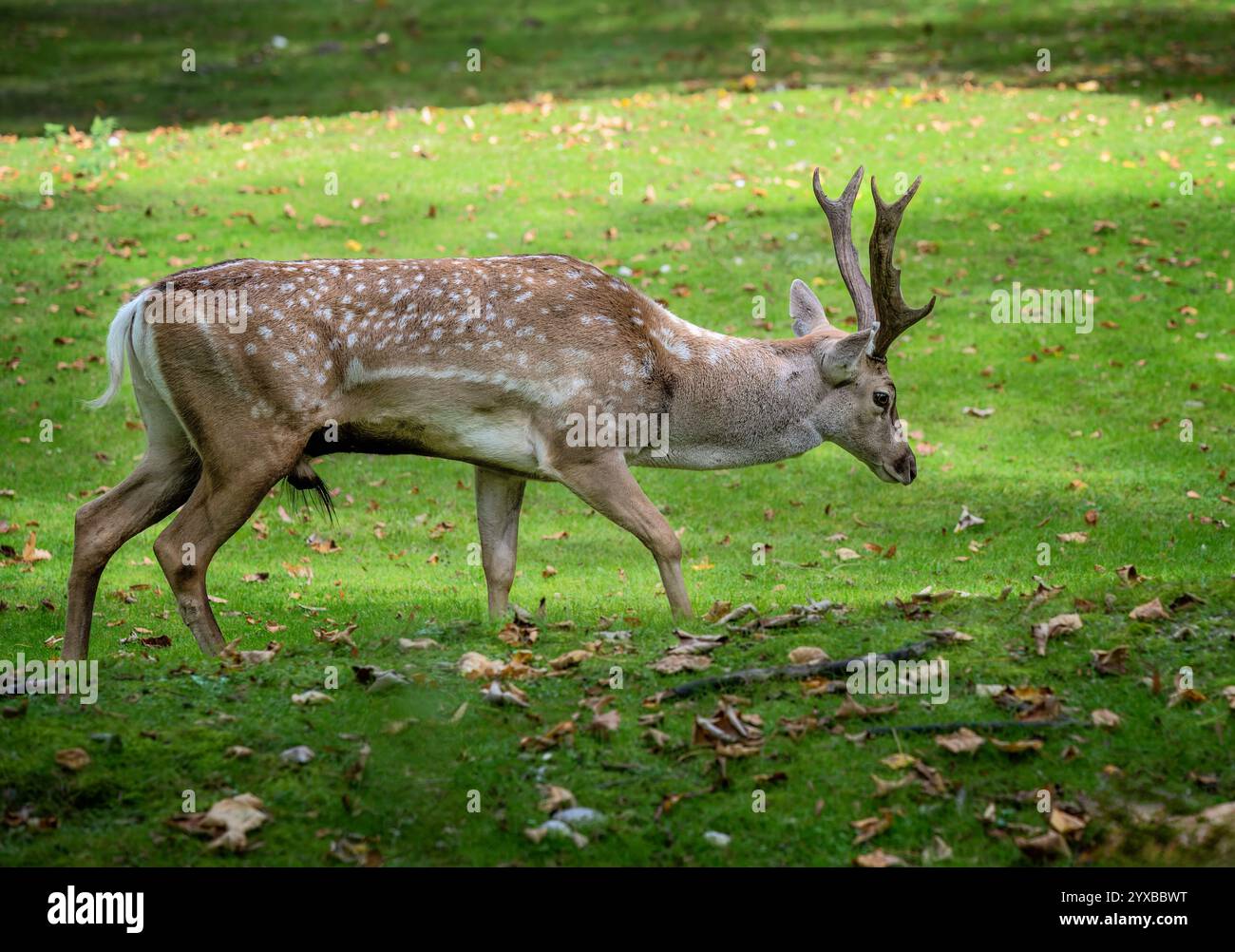 Cervo malvagio marrone maschio che cammina su un prato Foto Stock