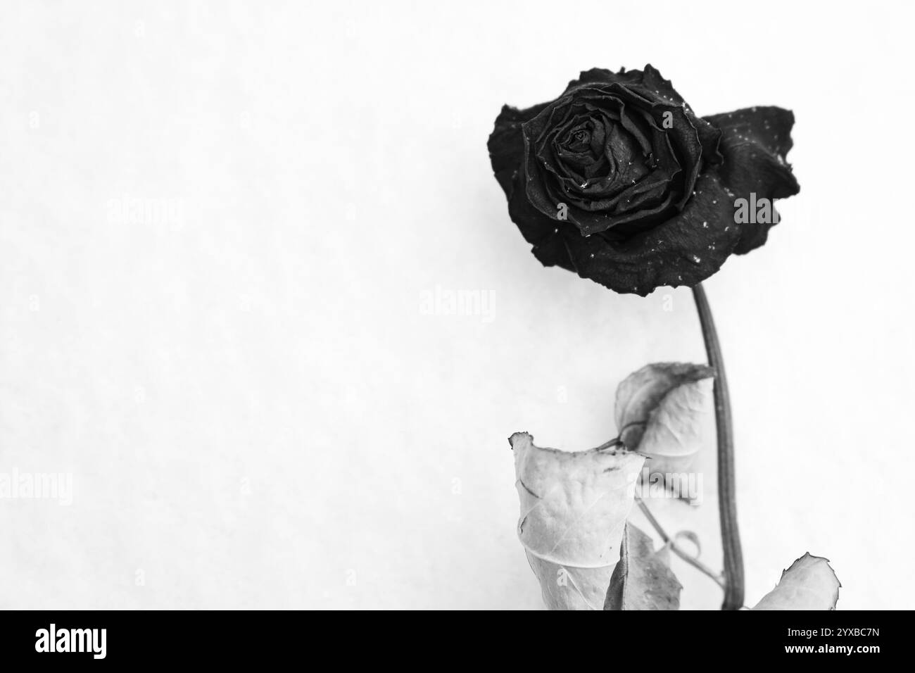 Rosa secca nella neve, bianco e nero. Rosa abbandonata sotto la nevicata, monocromatica. Fiore secco su sfondo bianco. Fiore invecchiato sulla neve con spazio per copie. Foto Stock