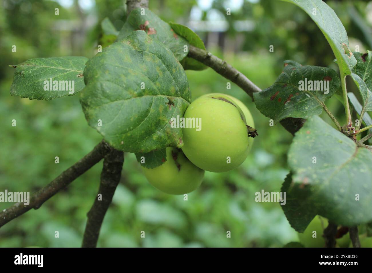 Mele su un ramo. Agricoltura ecologica. Come crescono le mele. Foto Stock