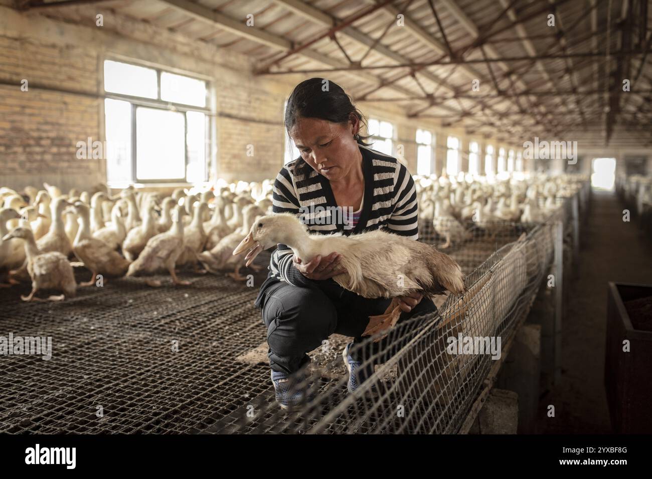 Laburista ma Jian Hui, i lavoratori vivono nei rispettivi edifici dove sono tenute le anatre, una piccola stanza è riservata per loro. C'è un operaio Foto Stock