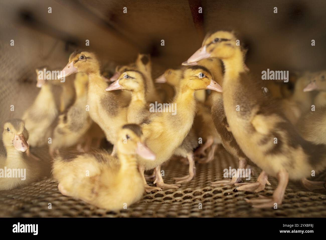 Anatroccoli nella stazione di allevamento, Jiang su Salted Duck Farming Co Ltd, Xiang Shui County, Cina, Asia Foto Stock