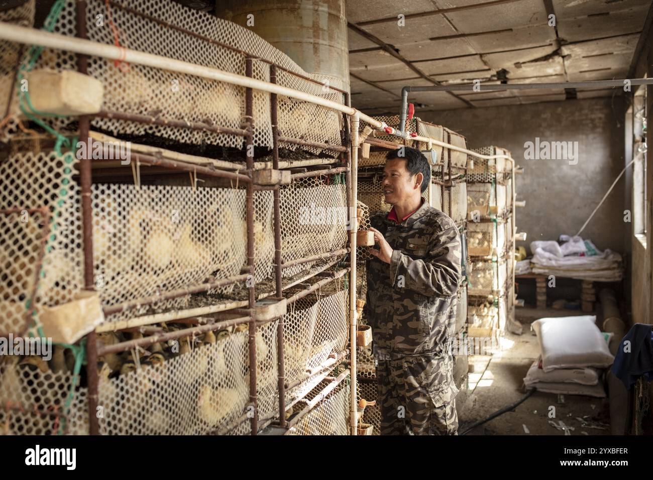 Lavoratore con anatroccoli nella stazione di allevamento, Jiang su Salted Duck Farming Co Ltd, Xiang Shui County, Cina, Asia Foto Stock