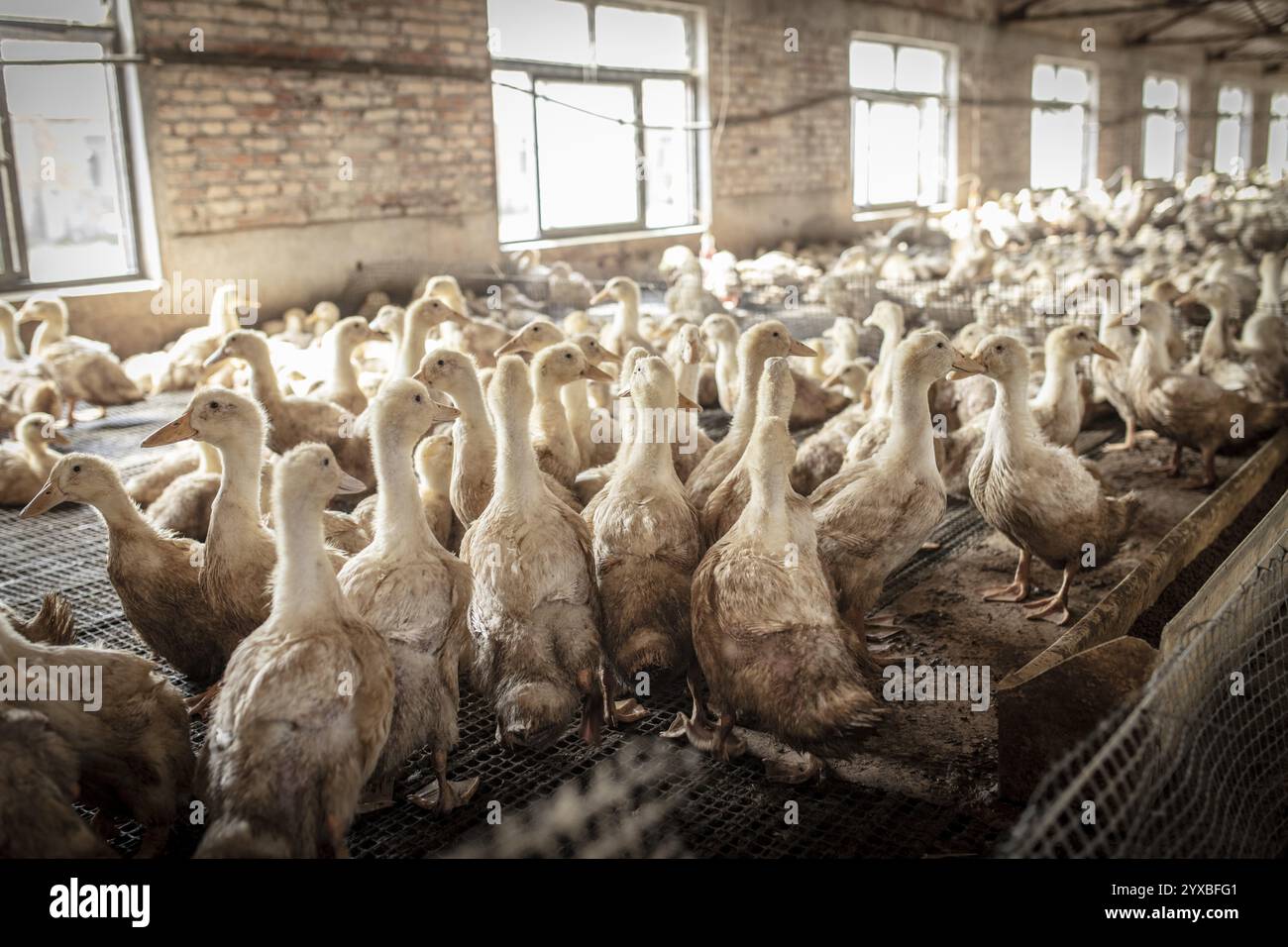 Anatre nella stazione di allevamento, Jiang su Salted Duck Farming Co Ltd, Xiang Shui County, Cina, Asia Foto Stock