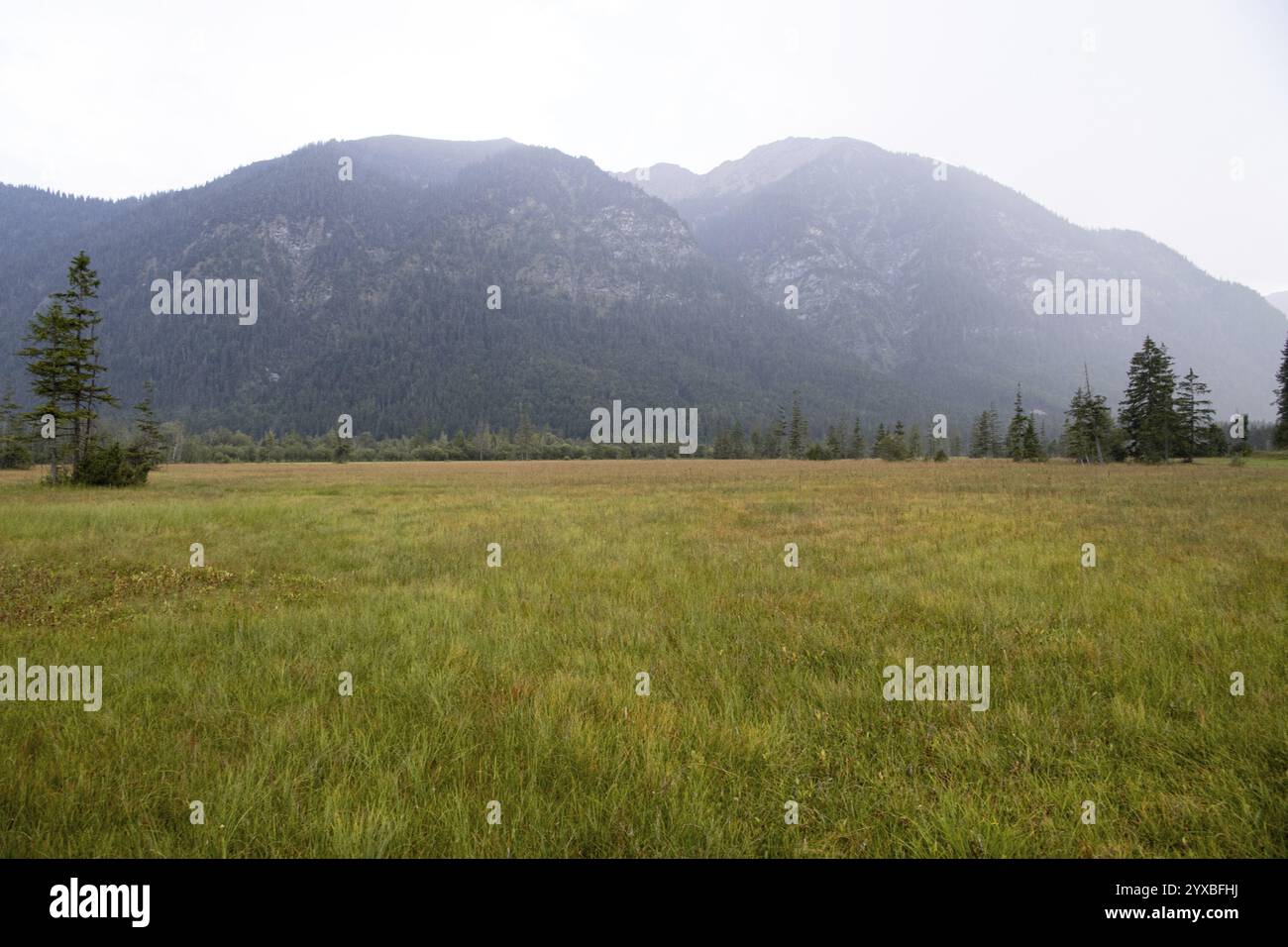 Riserva naturale Ettaler Weidmoos, prato bagnato di fronte a un panorama montano, Baviera, Germania, Europa Foto Stock
