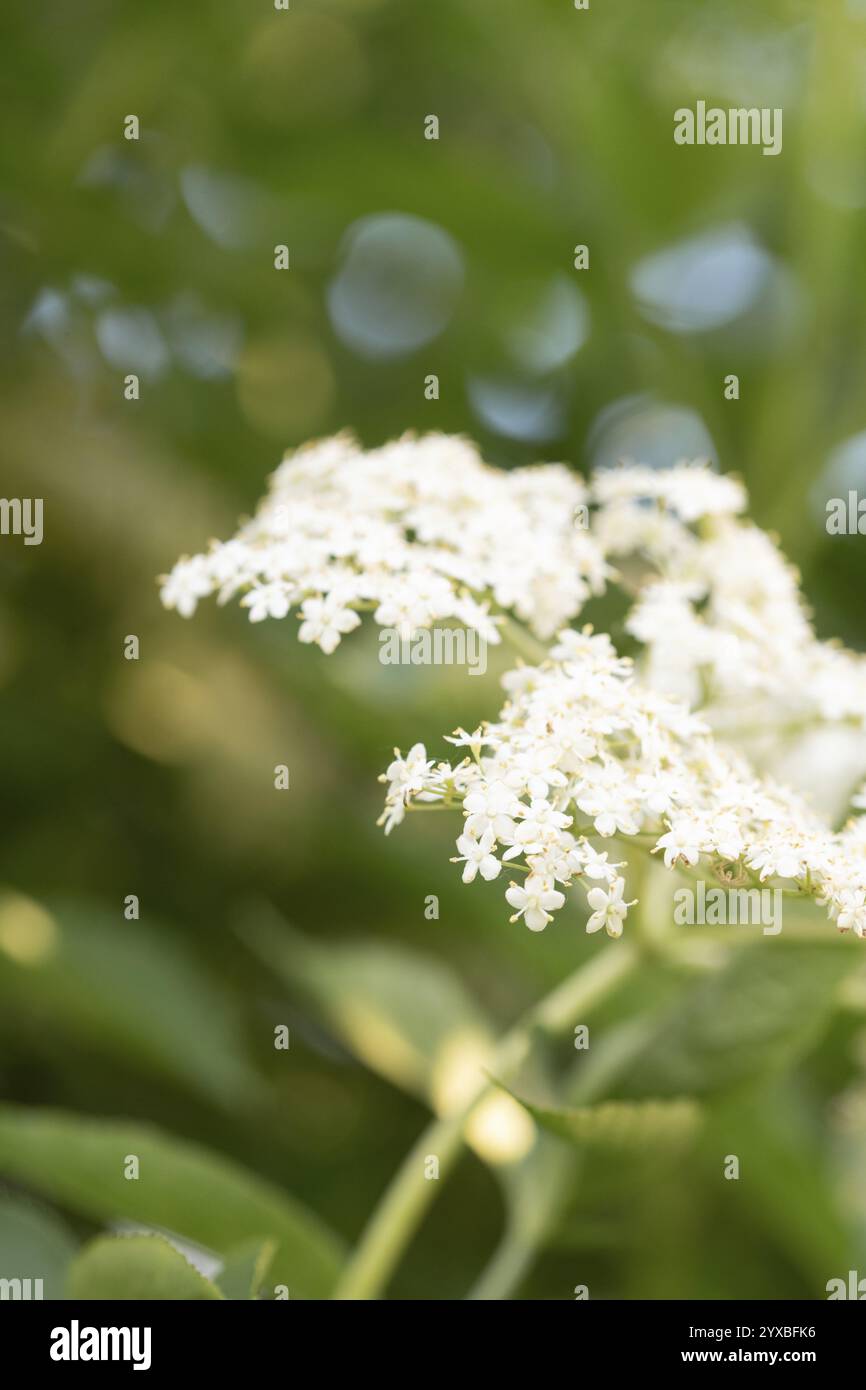 Sambucus nigra (Sambucus nigra), primo piano di fiori, Renania settentrionale-Vestfalia, Germania, Europa Foto Stock