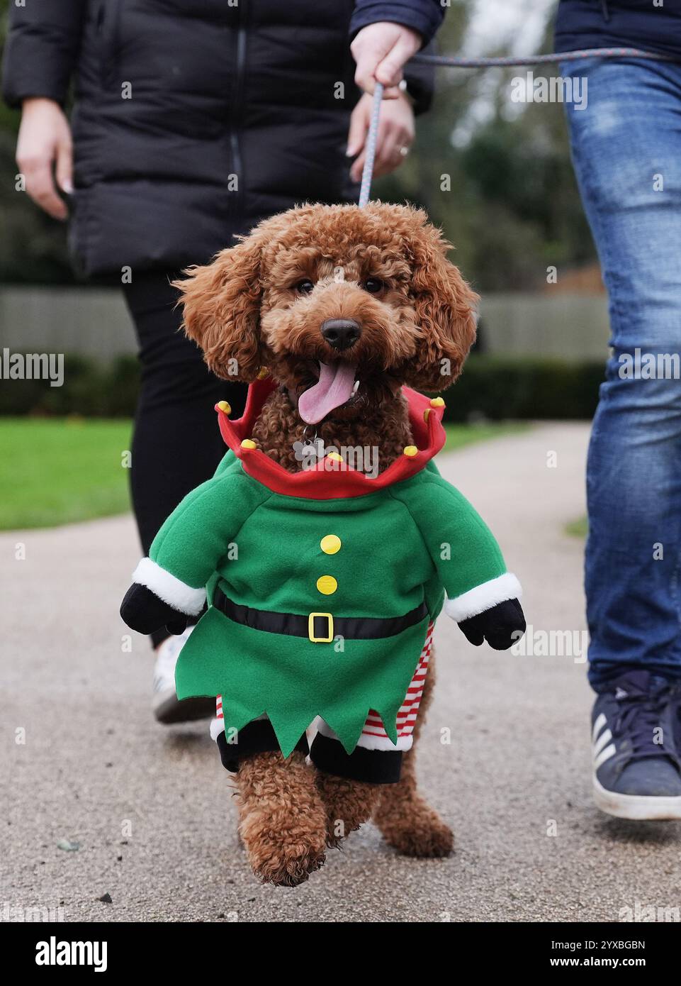 Goldendoodle 'Rua' partecipa alla passeggiata "Santa Paws" del Dogs Aid Animal Sanctuary presso Newbridge House, Donabate, Co. Dublino. La passeggiata è stata organizzata per raccogliere fondi per il santuario che è stato istituito nel 1987 per aiutare i cani indesiderati e abbandonati a Dublino. Data foto: Domenica 15 dicembre 2024. Foto Stock
