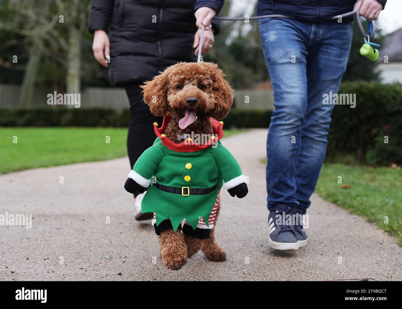 Goldendoodle 'Rua' partecipa alla passeggiata "Santa Paws" del Dogs Aid Animal Sanctuary presso Newbridge House, Donabate, Co. Dublino. La passeggiata è stata organizzata per raccogliere fondi per il santuario che è stato istituito nel 1987 per aiutare i cani indesiderati e abbandonati a Dublino. Data foto: Domenica 15 dicembre 2024. Foto Stock