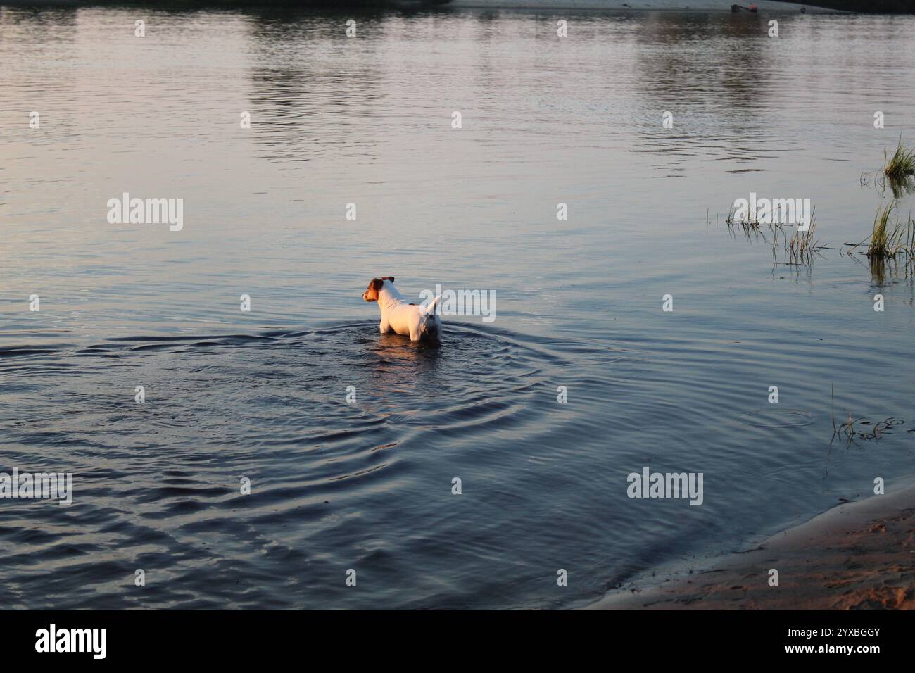 Il cane nuota nel lago del fiume. Comprare e camminare animali domestici, cani. Foto Stock