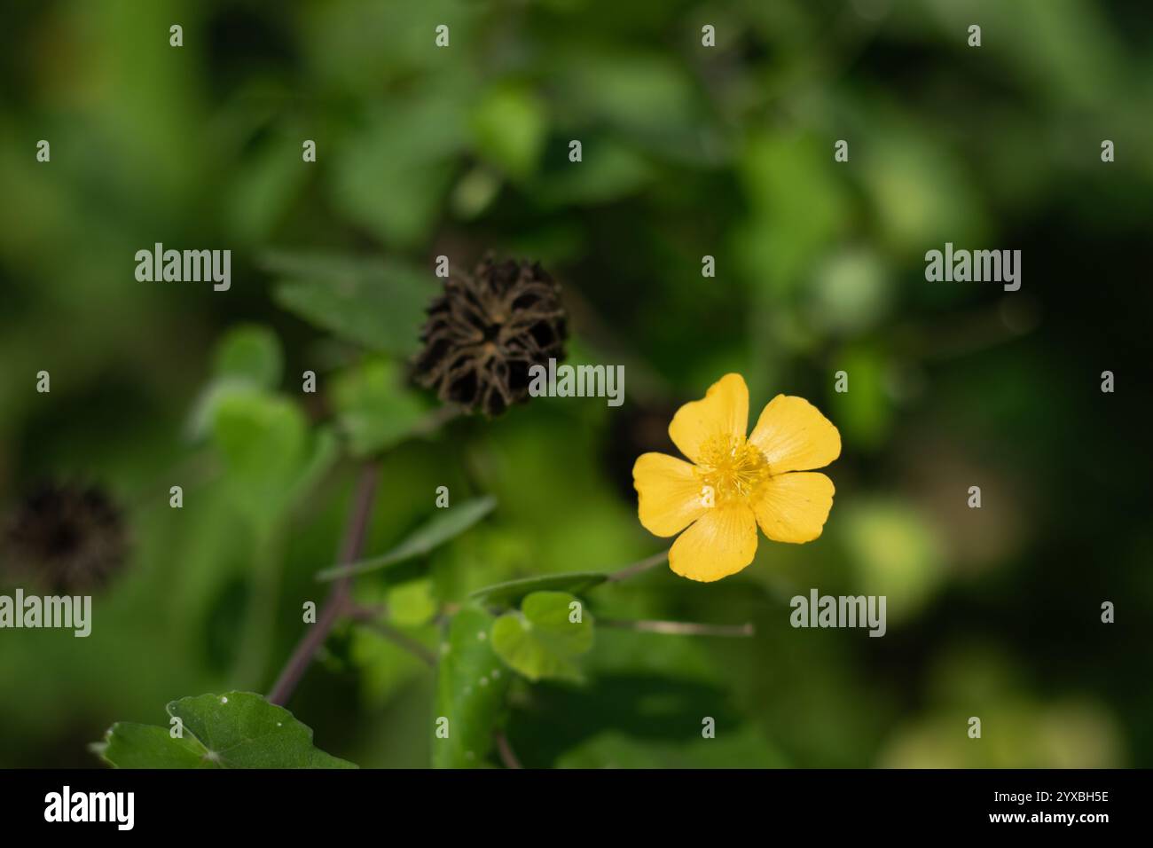 I fiori della pianta a foglia di velluto sono gialli o gialli-arancioni, hanno cinque petali. Le piantine di foglie di velluto possono emergere da una profondità sufficiente nel terreno che molti Foto Stock