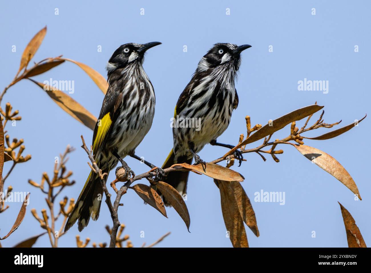 Uccelli Honeyeater di New Holland arroccati Foto Stock
