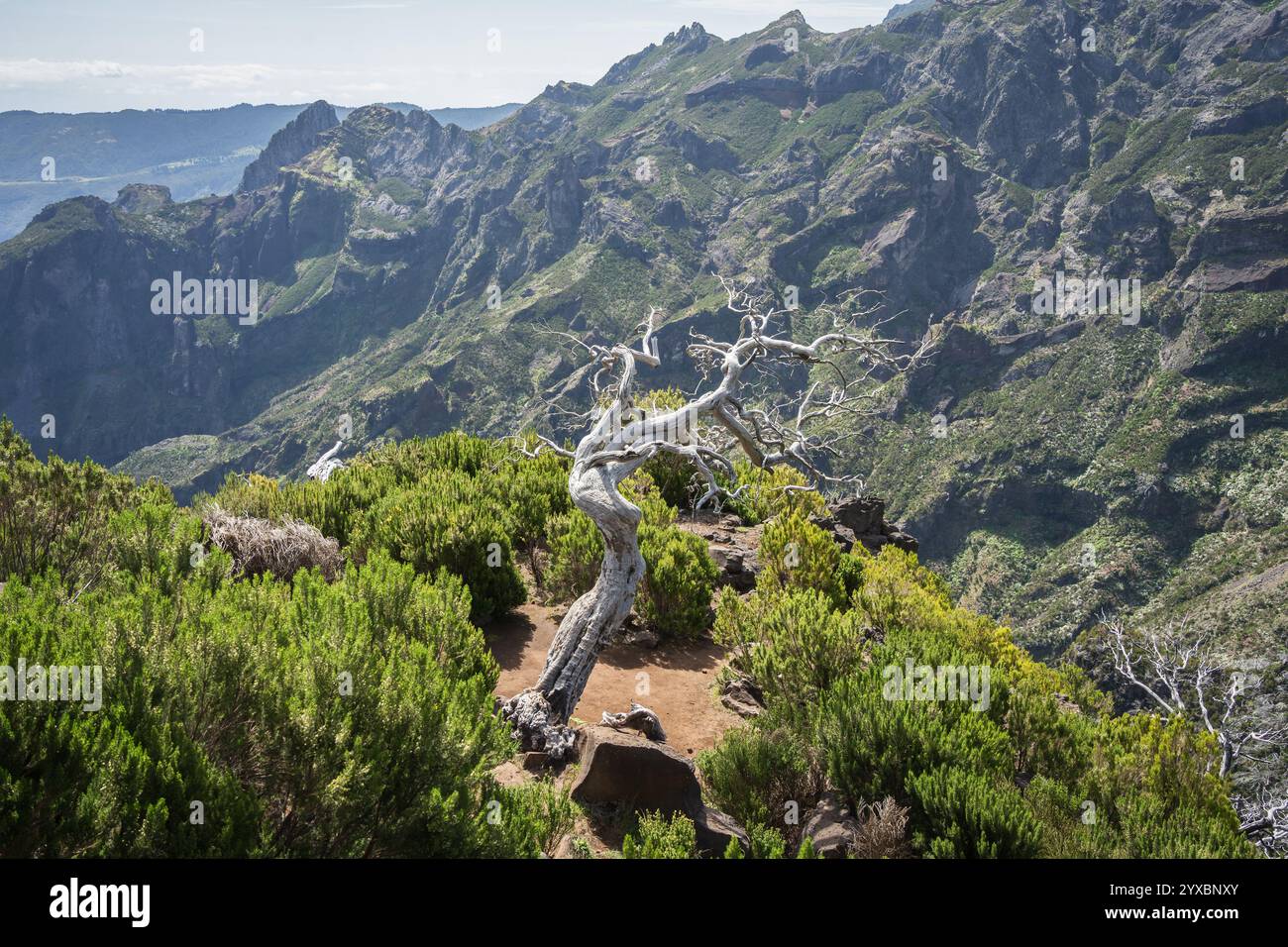 Albero bruciato bianco storto in piedi da solo nel paesaggio montuoso, Madeira, Portogallo Foto Stock