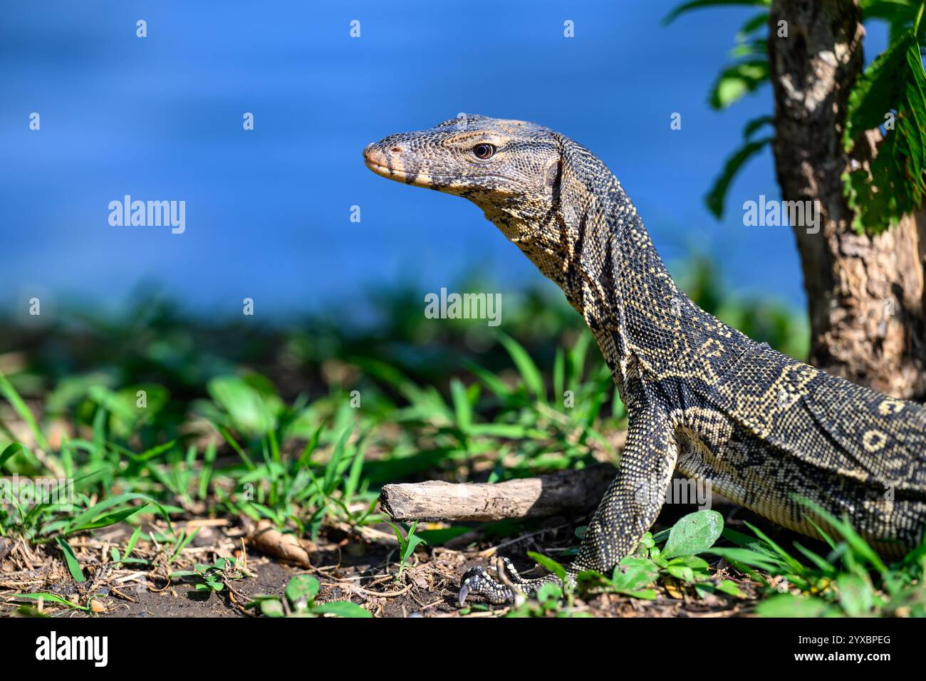 L'elemento di monitoraggio presenza acqua Lizard Foto Stock