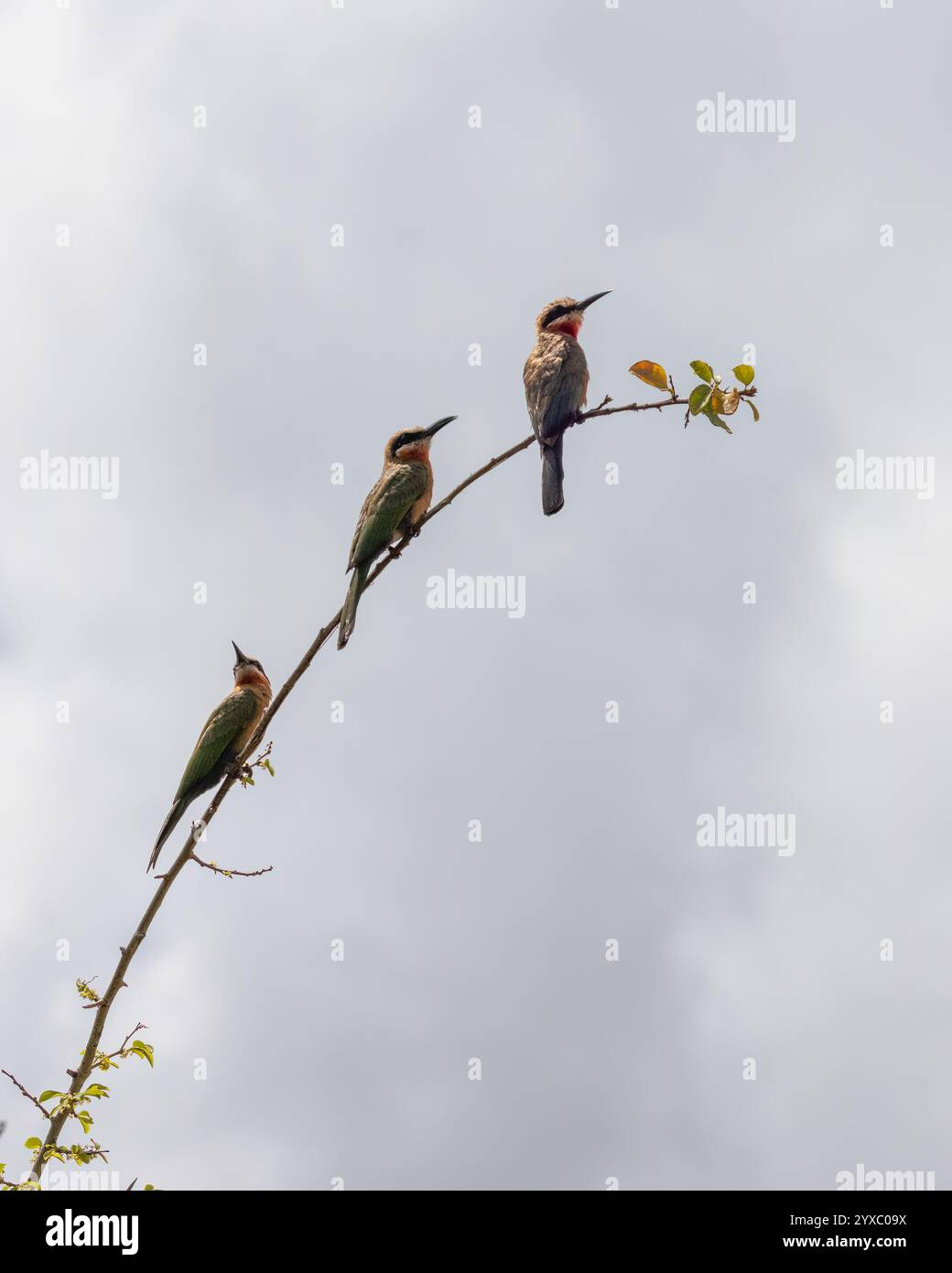 Tre mangiatori di api dalla parte bianca Foto Stock