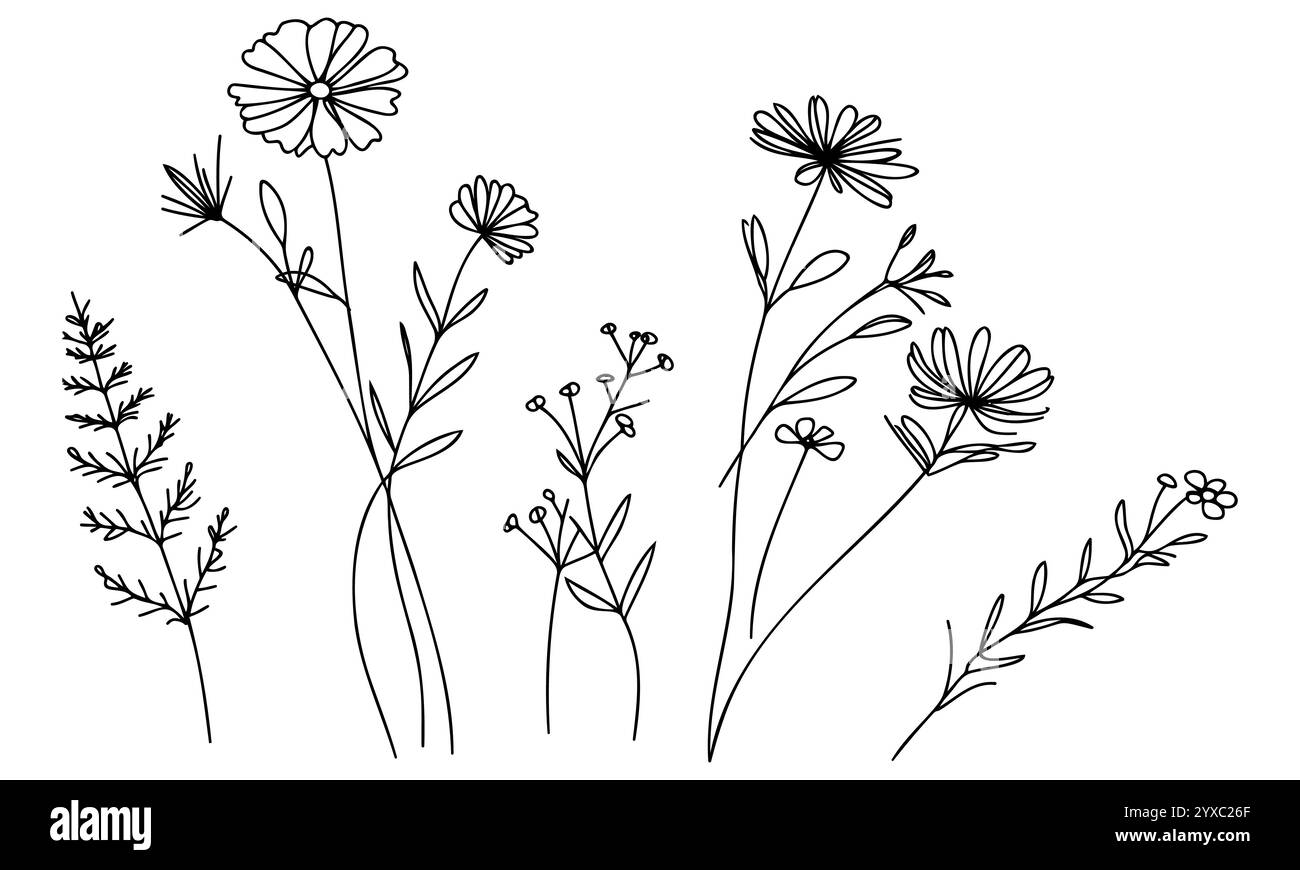 Set artistico linea Wildflower. Collezione botanica Flower Doodle. Erbe e prati, erba. Illustrazione vettoriale isolata su sfondo bianco. Camoscio Illustrazione Vettoriale