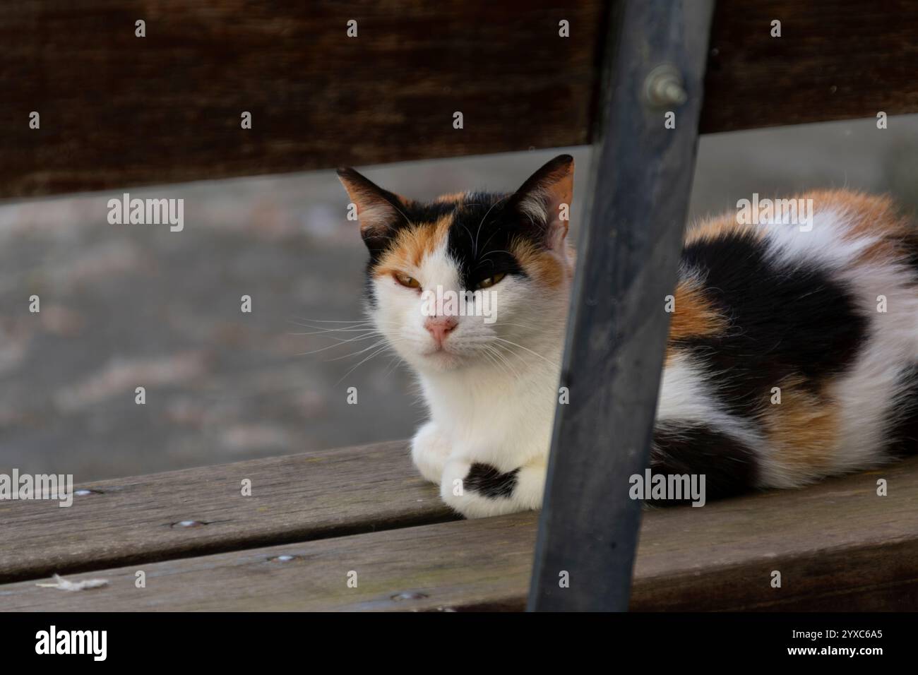 Gatto seduto tranquillamente su una panchina di legno in una tranquilla strada del villaggio, circondato da vecchie case e da un'atmosfera rurale tranquilla e semplice. Foto Stock