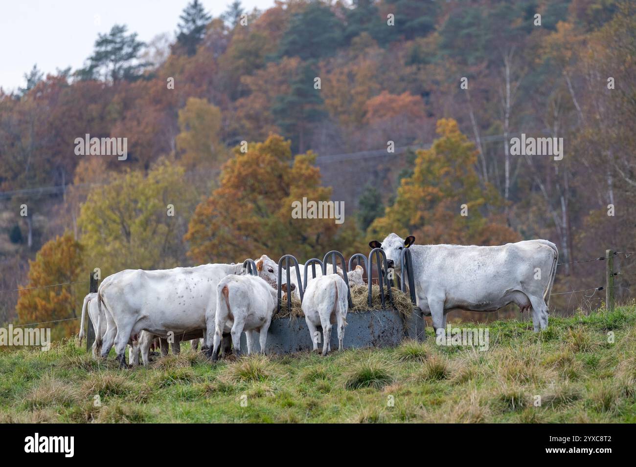 Gruppo di vacche bianche e vitelli che si nutrono di fieno all'esterno in un campo Foto Stock