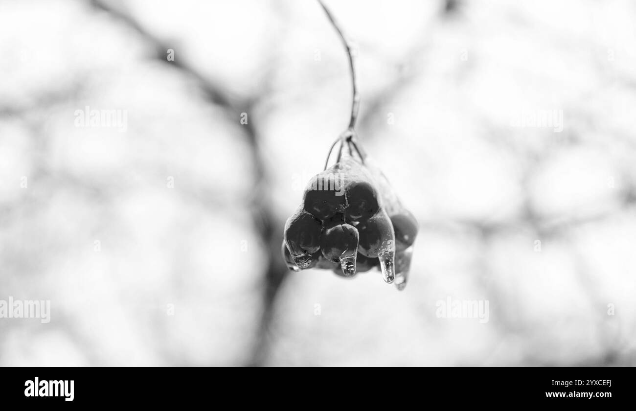 fuoco selettivo di bellezza della natura di inverno. frutti di bosco surgelati all'aperto. stagione invernale della natura Foto Stock