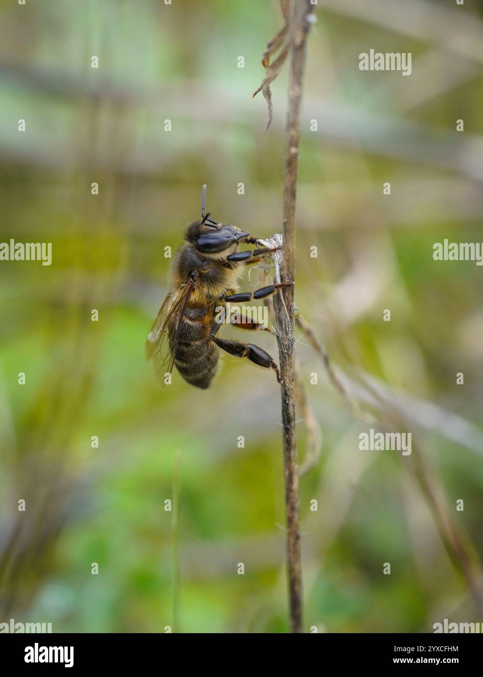 Api mellifere, Apis mellifera appoggiate su un'erbaccia secca. Spagna. Foto Stock