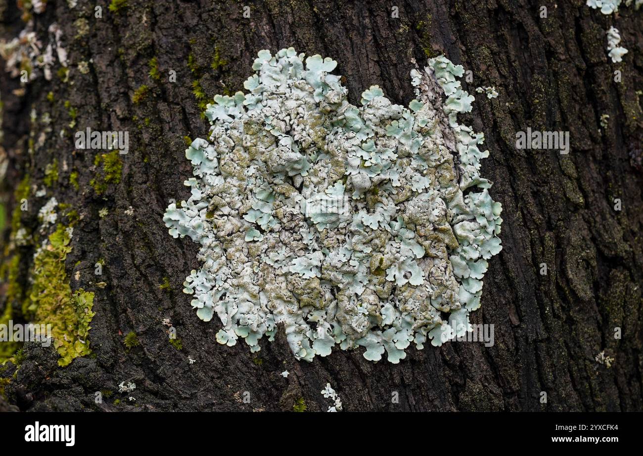 Flavoparmelia caperata, lichene verdastro comune che cresce su una corteccia d'albero. Spagna. Foto Stock