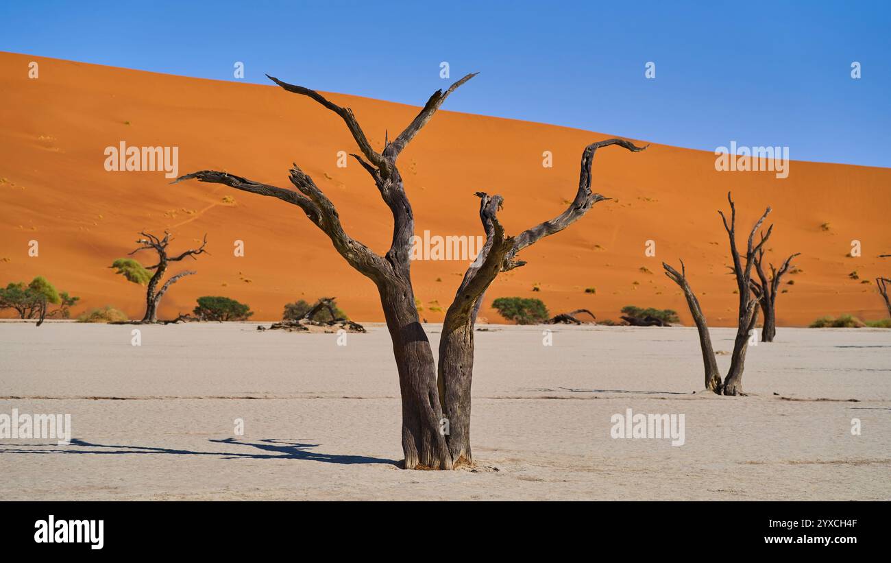 Diversi alberi morti, secchi e pietrificati, una duna color arancio sullo sfondo, Deadvlei, Sesriem National Park, Namibia, Africa. Foto Stock