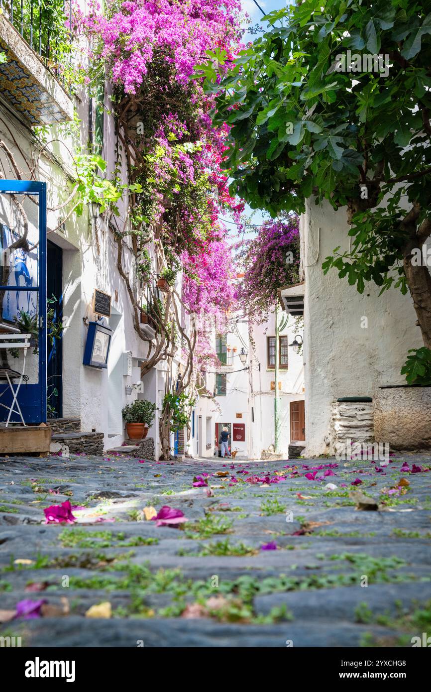 Bouganville rosa in un vicolo con facciate bianche nella città vecchia di Cadaqués, Catalogna, Spagna Foto Stock