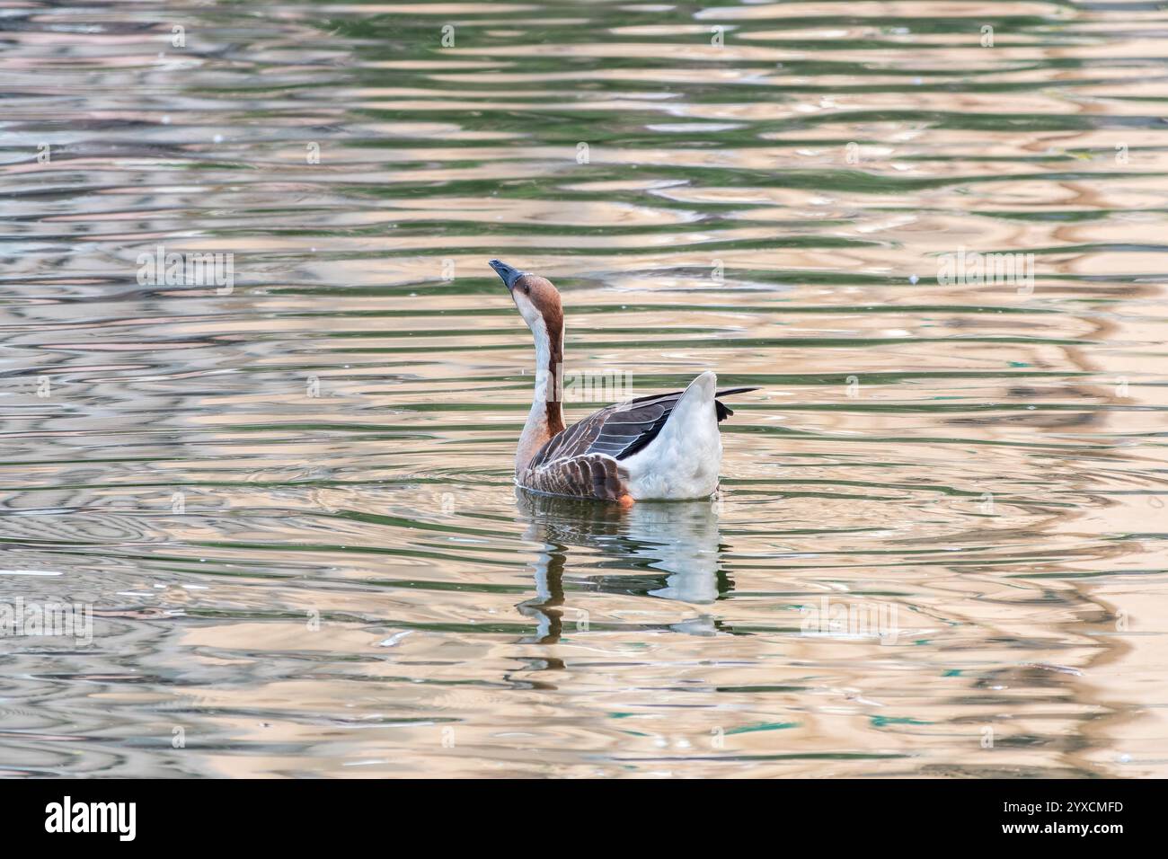 Swan Oca, Anser cygnoides, nuotando in acqua di lago. L'oca di Swan è un'oca grande con una gamma di allevamento naturale nella Mongolia interna, la Cina più settentrionale, A. Foto Stock