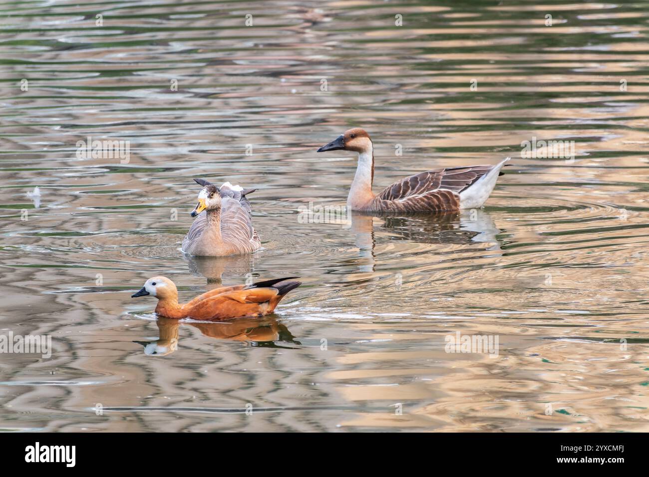 Swan Oca, Anser cygnoides, nuotando in acqua di lago. L'oca di Swan è un'oca grande con una gamma di allevamento naturale nella Mongolia interna, la Cina più settentrionale, A. Foto Stock