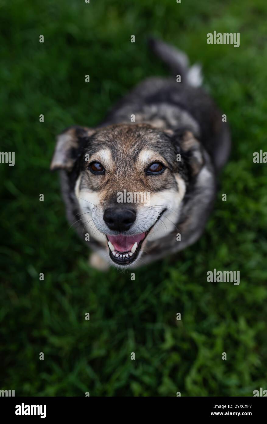 veduta dall'alto di un cane carino in piedi sull'erba e sorridente Foto Stock