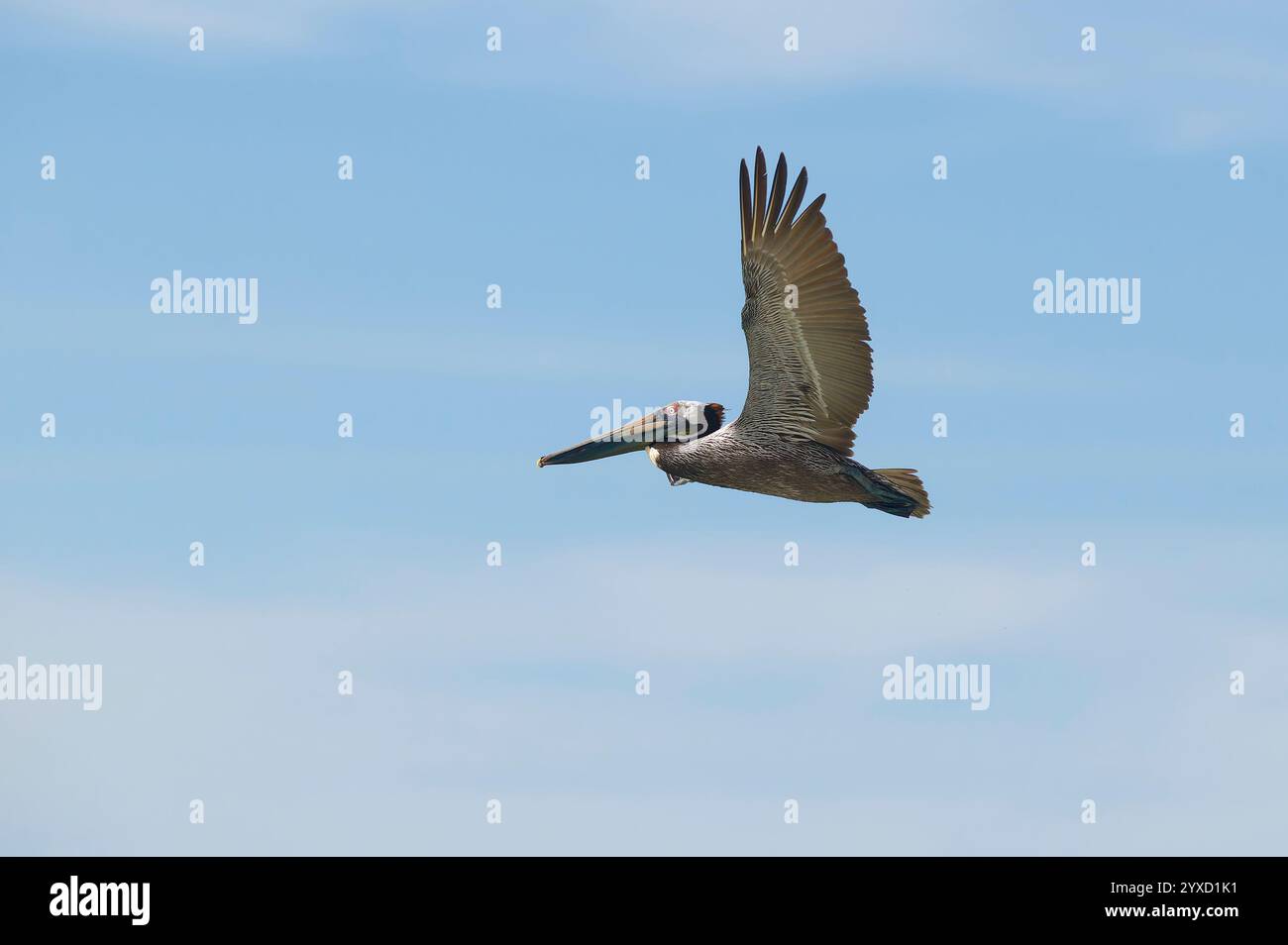 Un Pelican sta volando con le ali sparse contro Uno sfondo di cielo blu Foto Stock