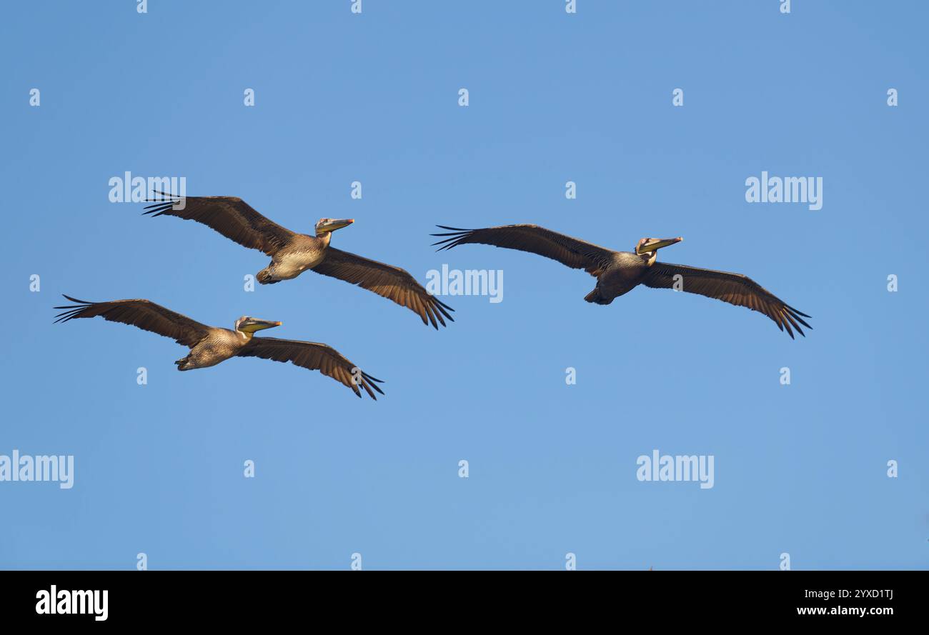 I pellicani Brown Pacific stanno volando insieme in Un gruppo di tre Foto Stock