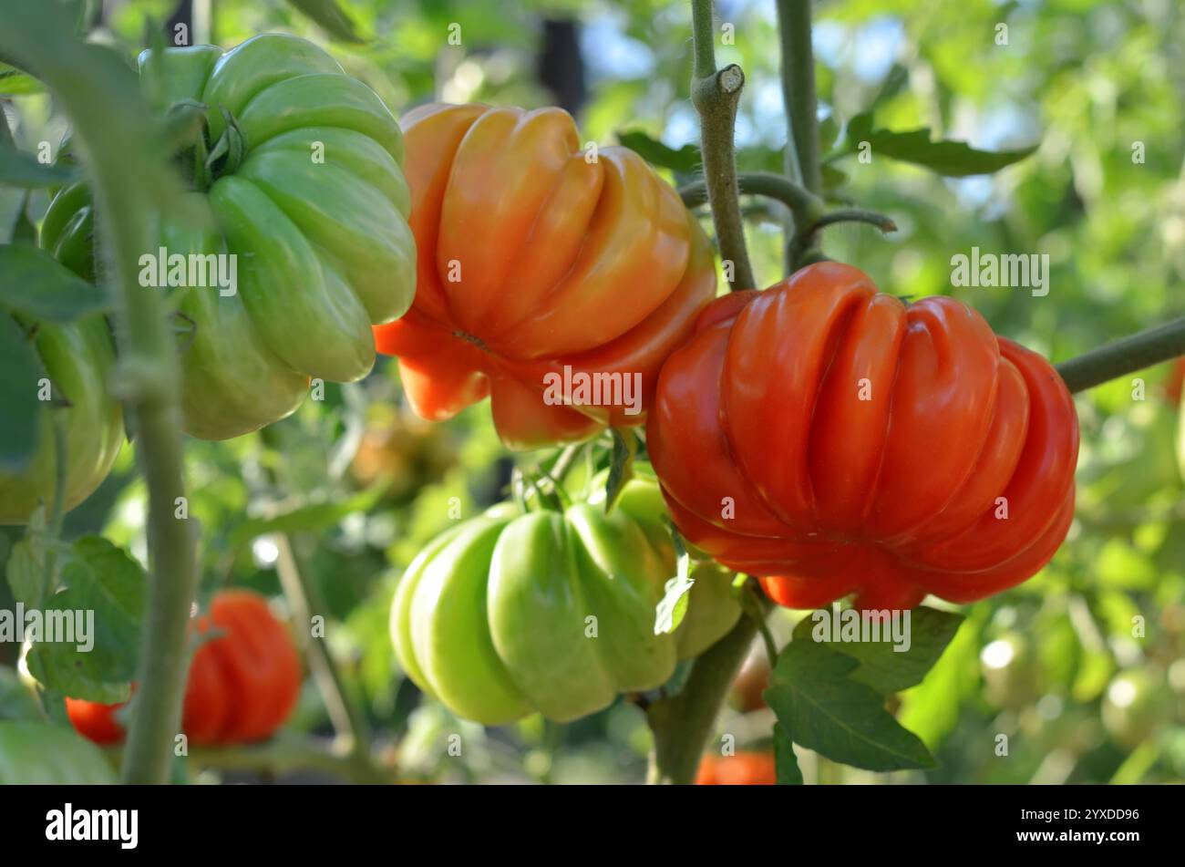 Grandi pomodori a coste a maturazione che crescono in un letto da giardino all'aperto. Concetto di giardinaggio biologico. Foto Stock