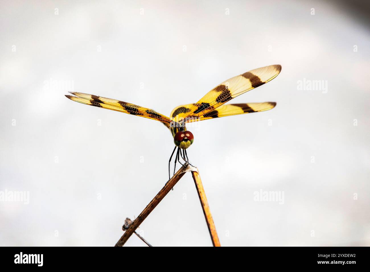 Dragonfly del pennant di Halloween (Celithemis eponina) vicino al parco nazionale delle Everglades, Florida Foto Stock
