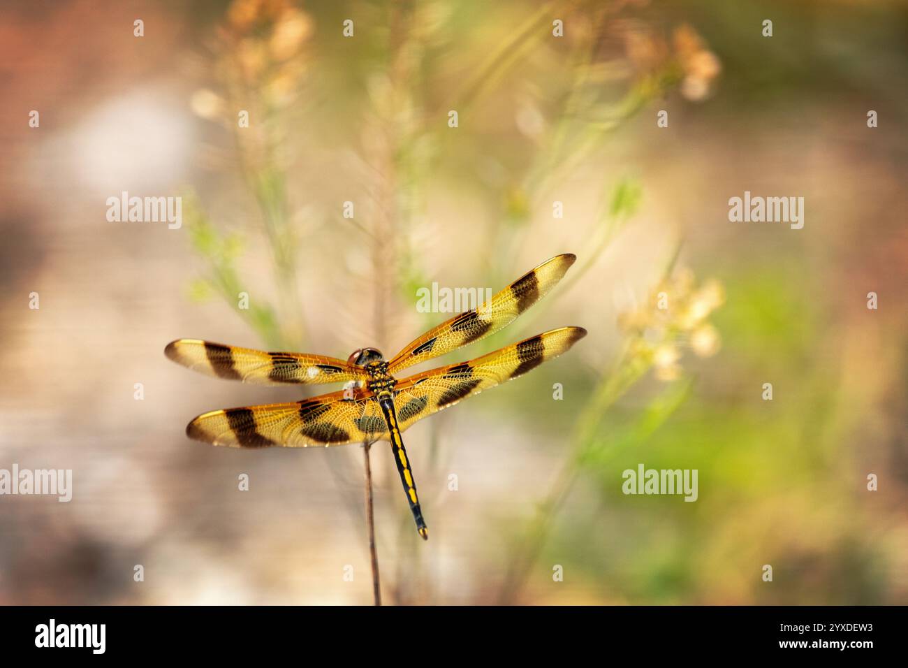 Dragonfly del pennant di Halloween (Celithemis eponina) vicino al parco nazionale delle Everglades, Florida Foto Stock