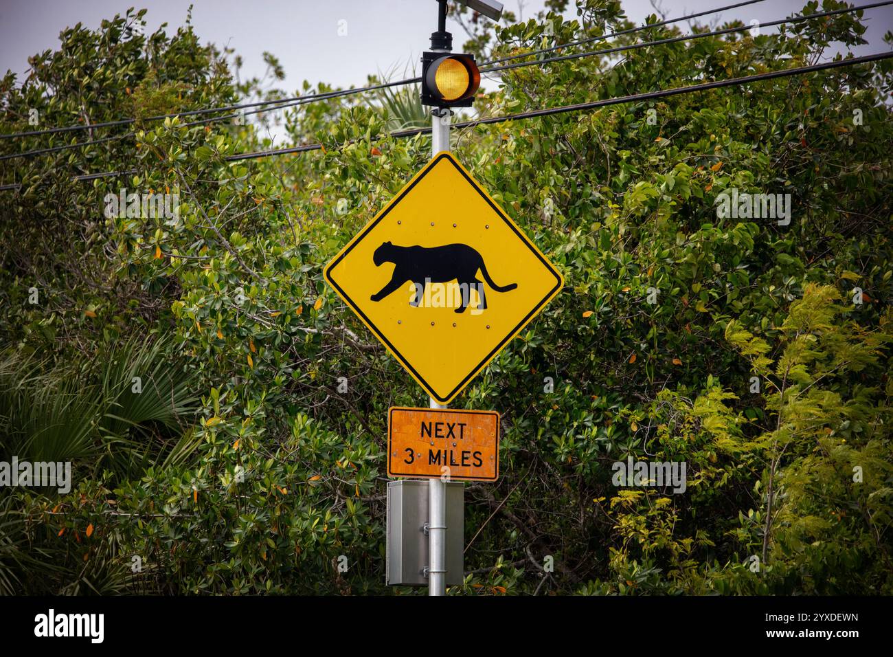 Un cartello della Florida Panther a Marco Island, Florida Foto Stock