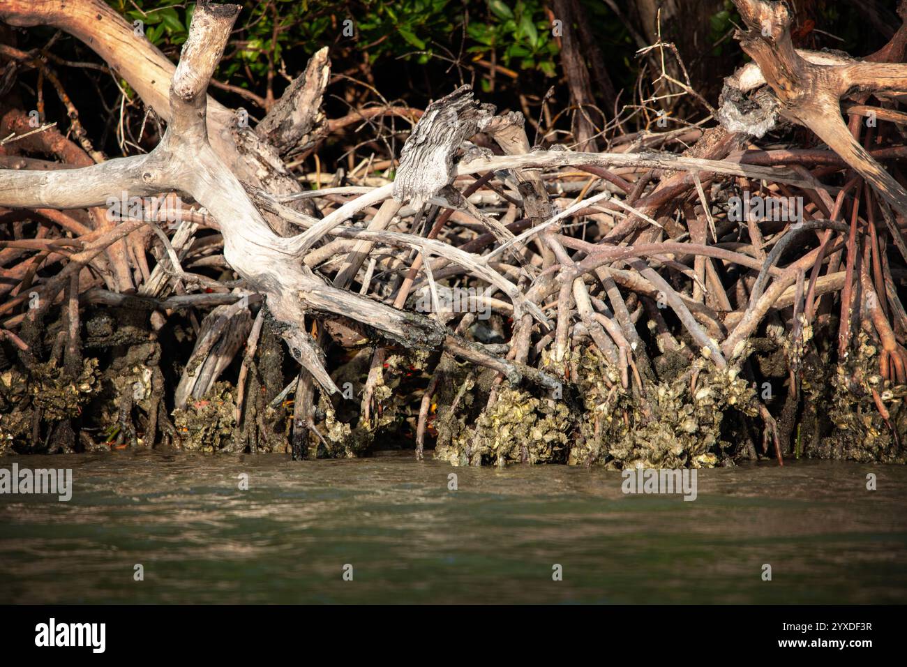 Mangrovie della Florida nell'Everglades National Park, Florida Foto Stock