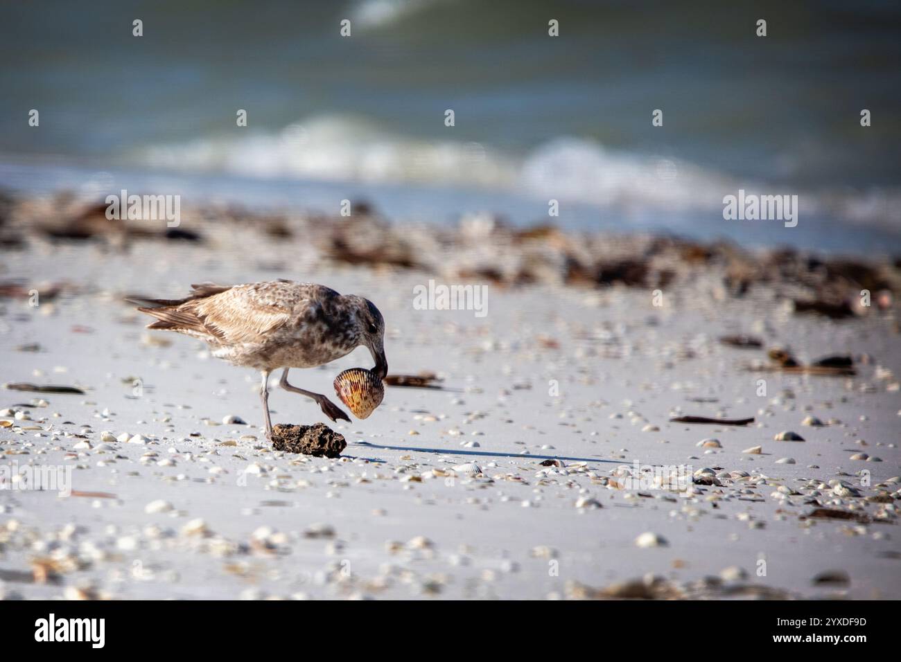 Gabbiano di aringa americano o gabbiano Smithsonian (Larus smithsonianus o Larus argentatus smithsonianus) a Marco Island, Florida Foto Stock