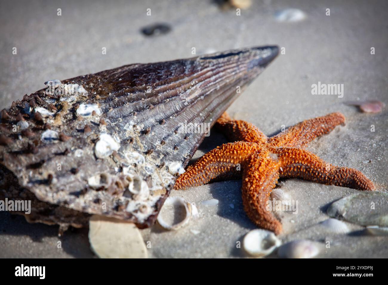 Su una spiaggia sabbiosa di Marco Island, Florida, una conchiglia si trova accanto a una stella marina Foto Stock