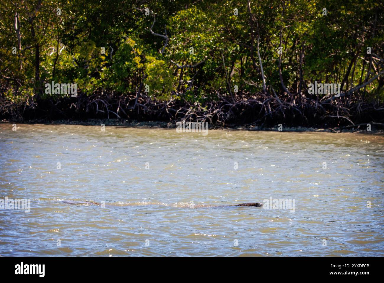 Lamantini delle Indie occidentali (Trichechus manatus) vicino a Marco Island, Florida Foto Stock