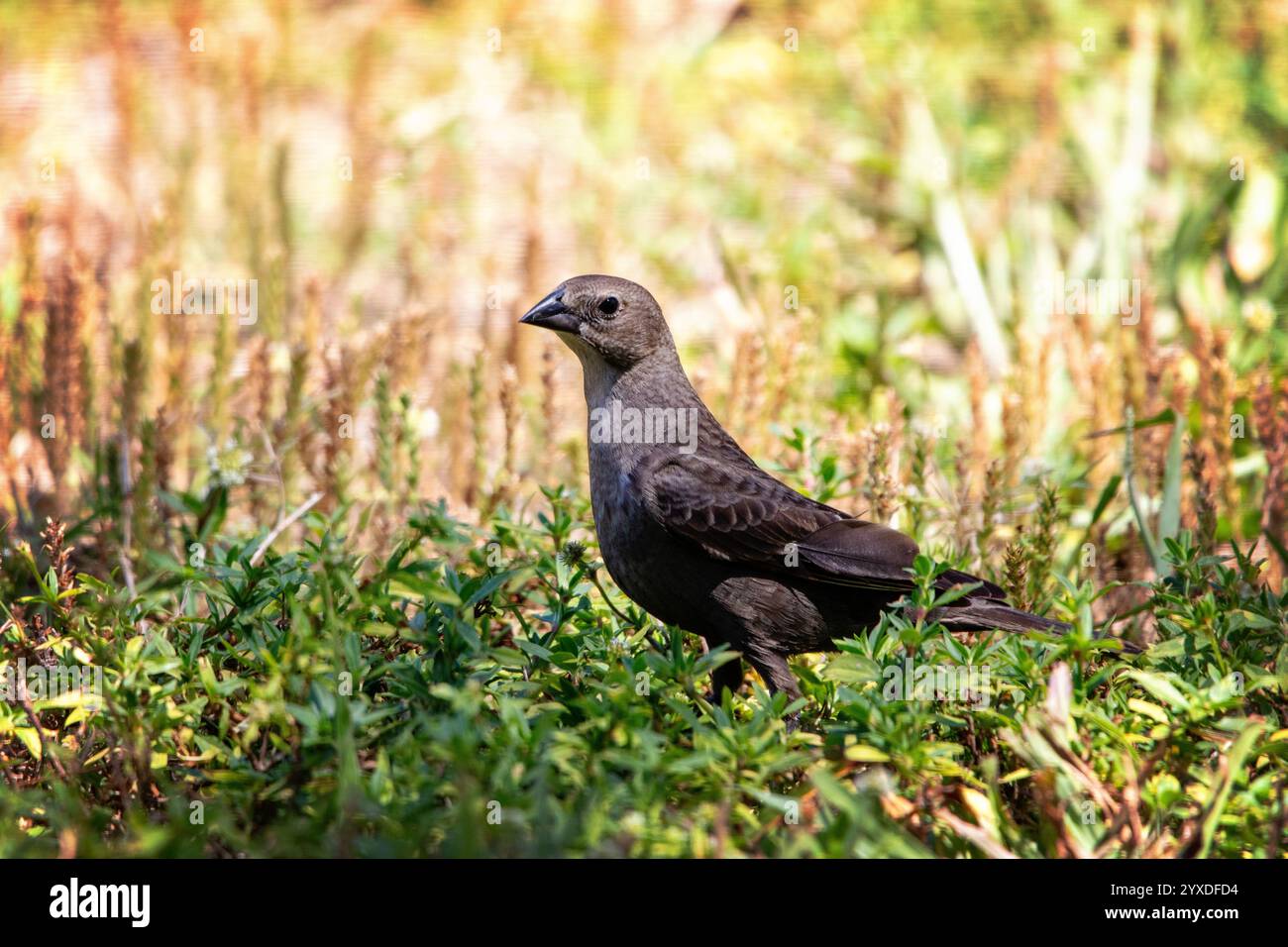 Una femmina di Cowbird dalla testa marrone (Molothrus ater) a Marco Island, Florida Foto Stock