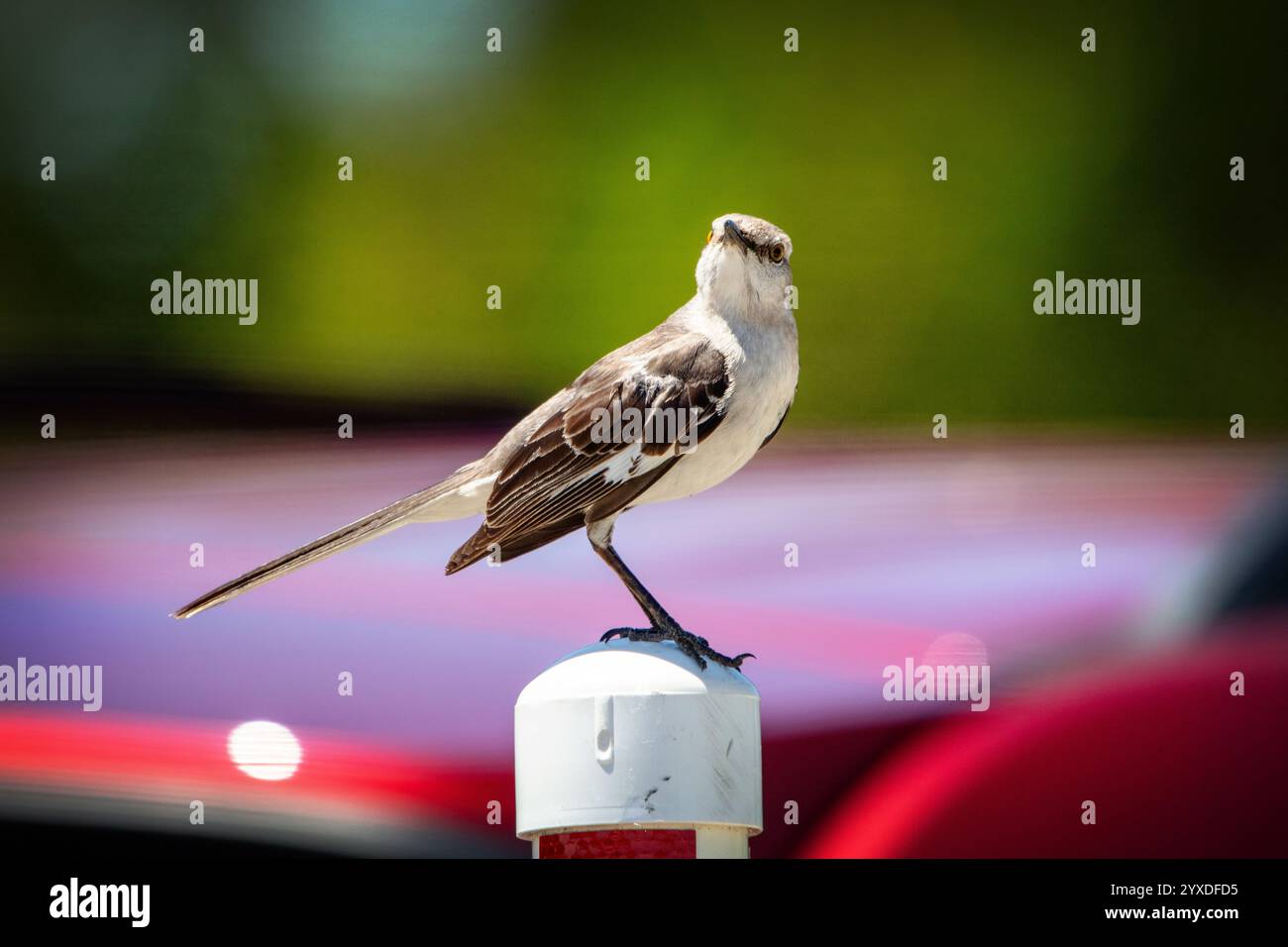 Un uccello del nord (Mimus polyglottos) a Marco Island, Florida Foto Stock