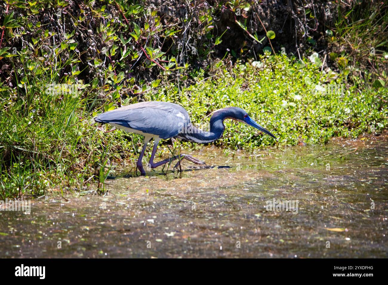 Un Heron tricolore (Egretta tricolor) a Marco Island, Florida Foto Stock