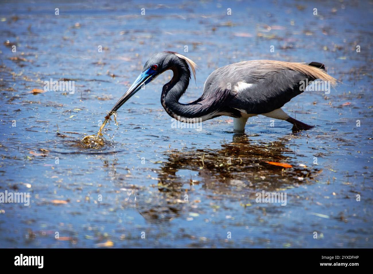 Un Heron tricolore (Egretta tricolor) a Marco Island, Florida Foto Stock