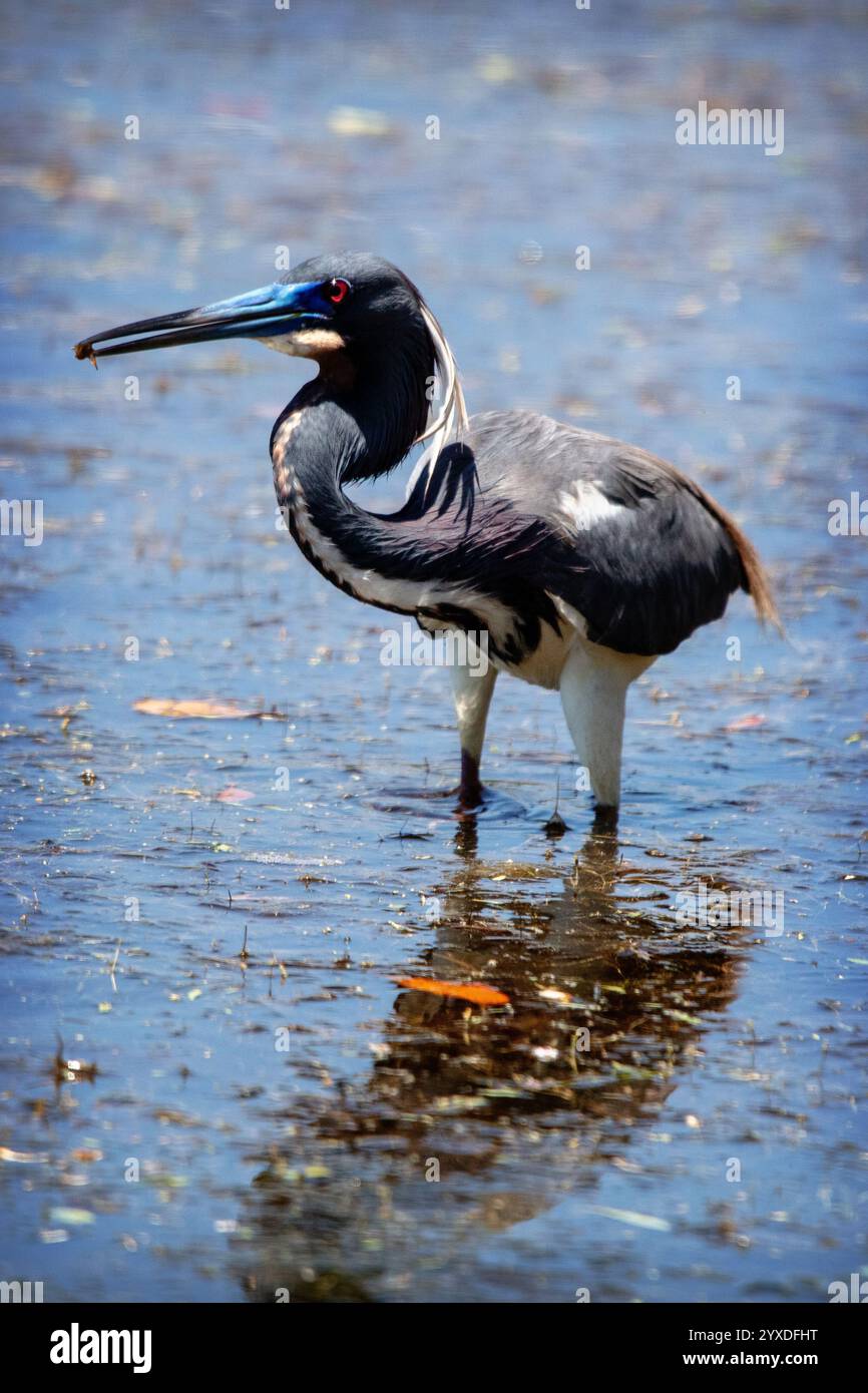 Un Heron tricolore (Egretta tricolor) a Marco Island, Florida Foto Stock