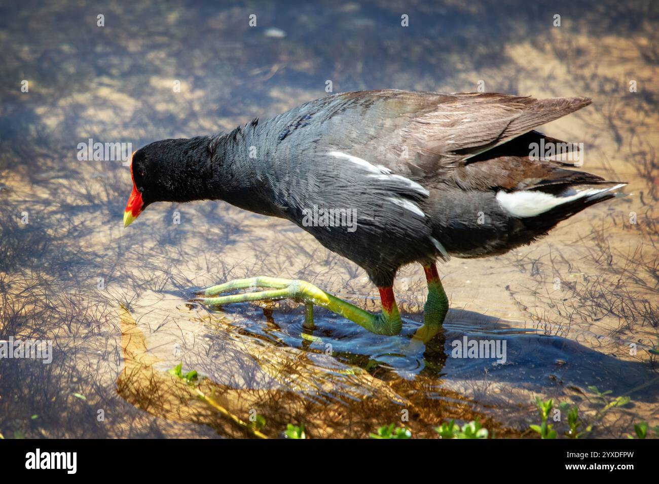 Uccello comune Gallinule (Gallinula galeata) a Marco Island, Florida Foto Stock