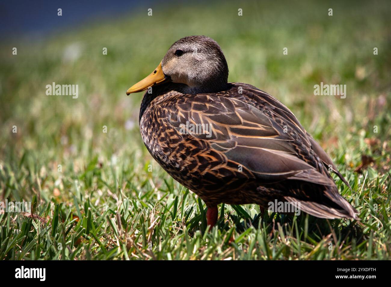 Duck mottled (Anas fulvigula) a Marco Island, Florida Foto Stock