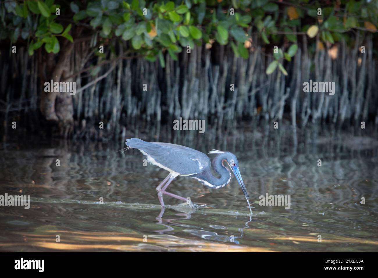 Un Heron tricolore (Egretta tricolor) a Marco Island, Florida Foto Stock
