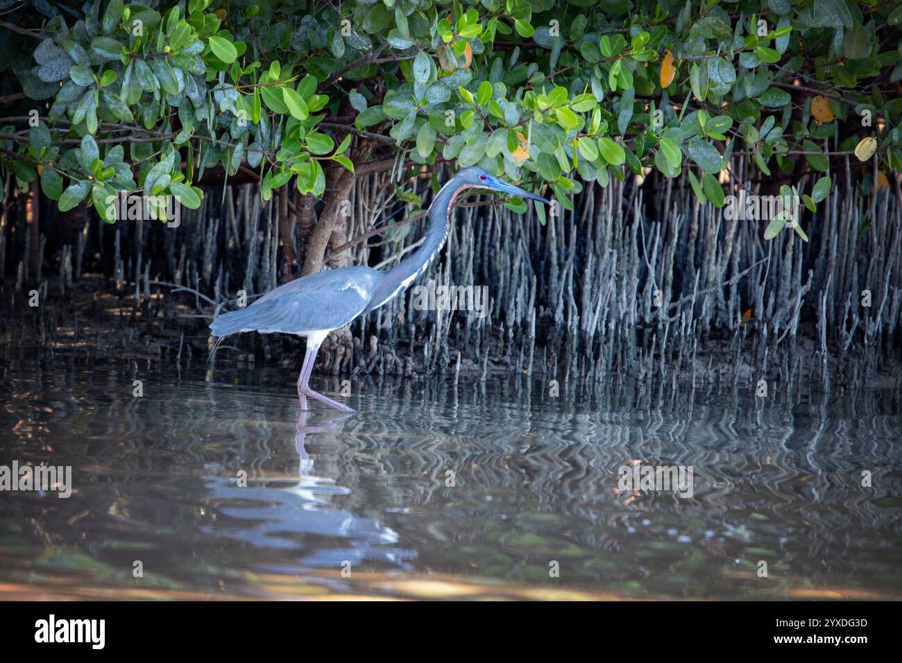 Un Heron tricolore (Egretta tricolor) a Marco Island, Florida Foto Stock