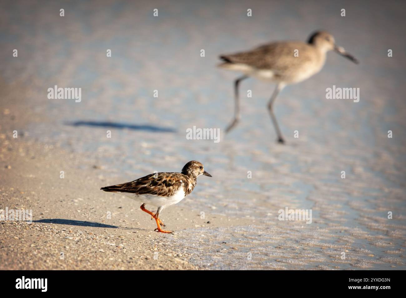 A Ruddy Turnstone in primo piano (Arenaria interpres) e Willet (Tringa semipalmata) in background a Marco Island, Florida Foto Stock