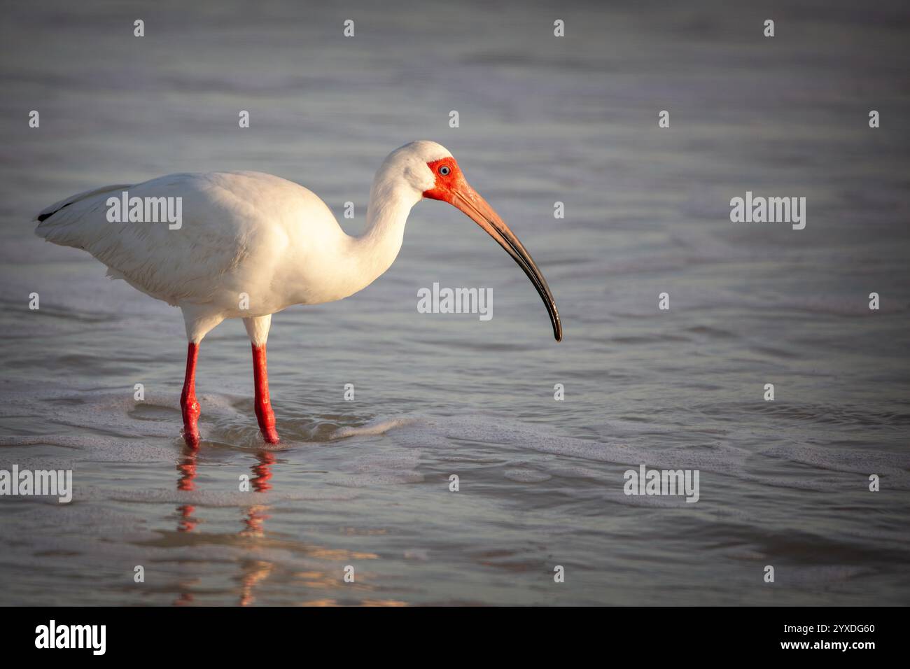 Ibis bianco americano (Eudocimus albus) a caccia di Emerita o granchi di sabbia a Tigertail Beach, Marco Island, Florida Foto Stock